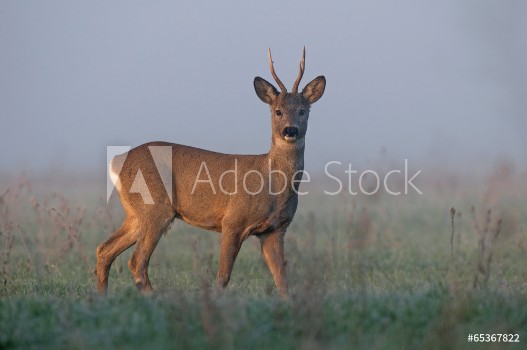Bild på Roe deer in morning fog